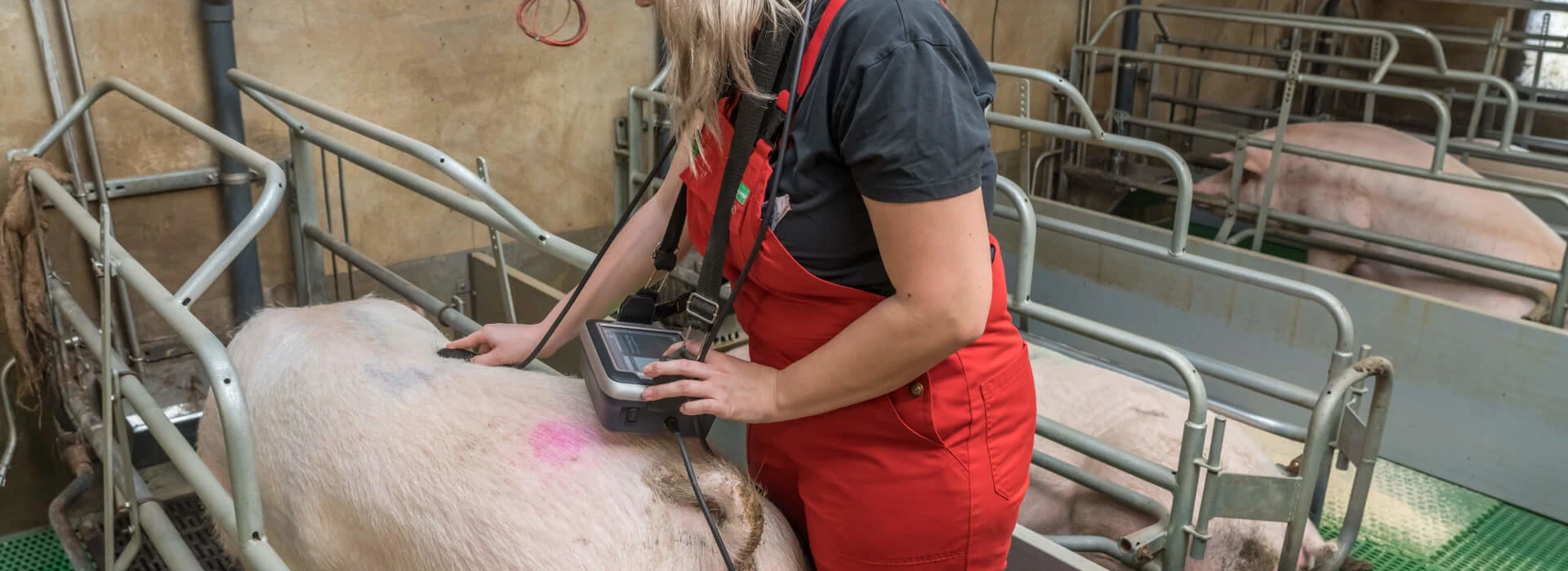 Specialist die spek en spierdikte meet bij zeugen