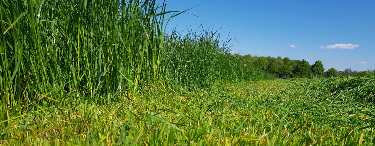 Ruwvoerteelt gras maaien