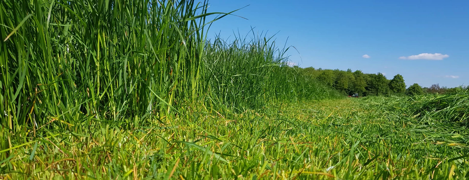 Ruwvoerteelt gras maaien