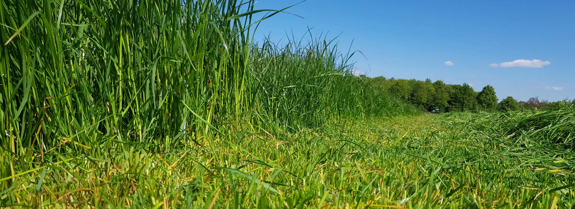 Ruwvoerteelt gras maaien