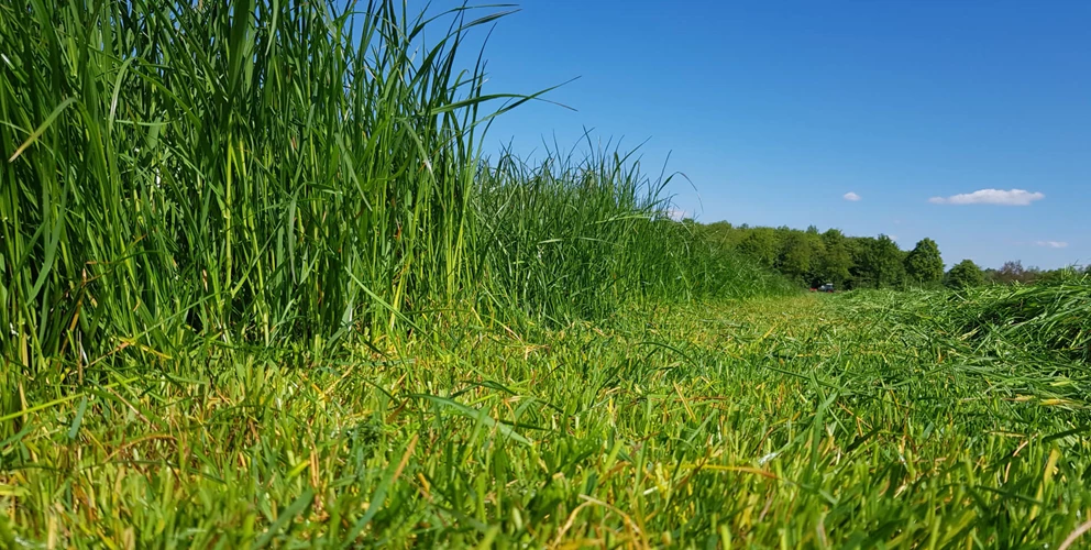 Ruwvoerteelt gras maaien