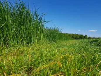 Gras