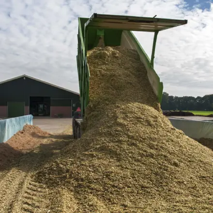 Mais inkuilen lossen kipper