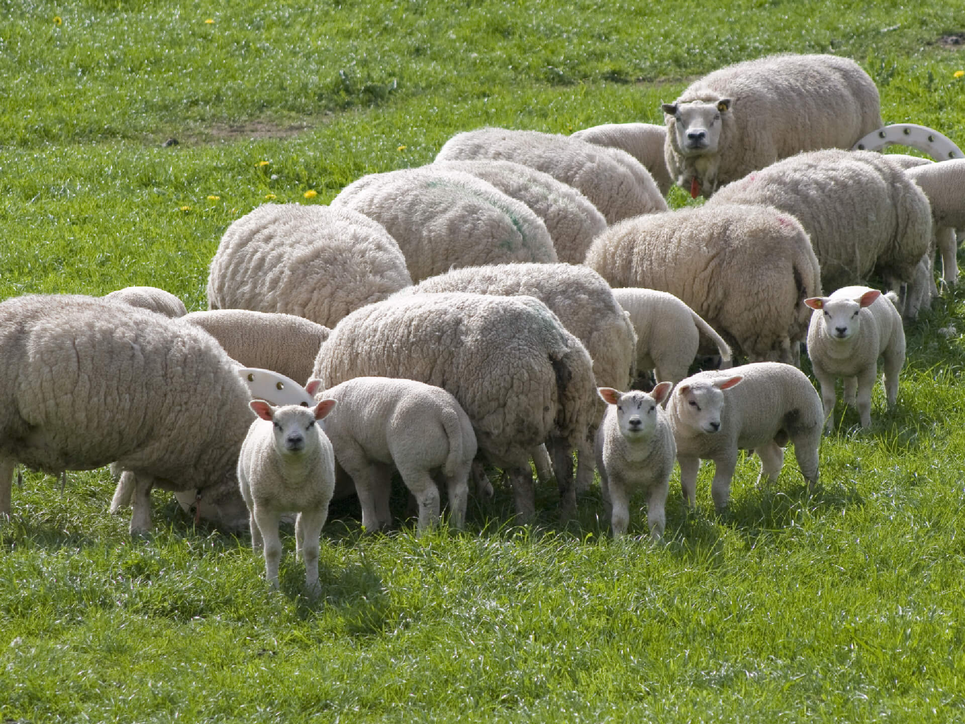 Kudde schapen met lammetje