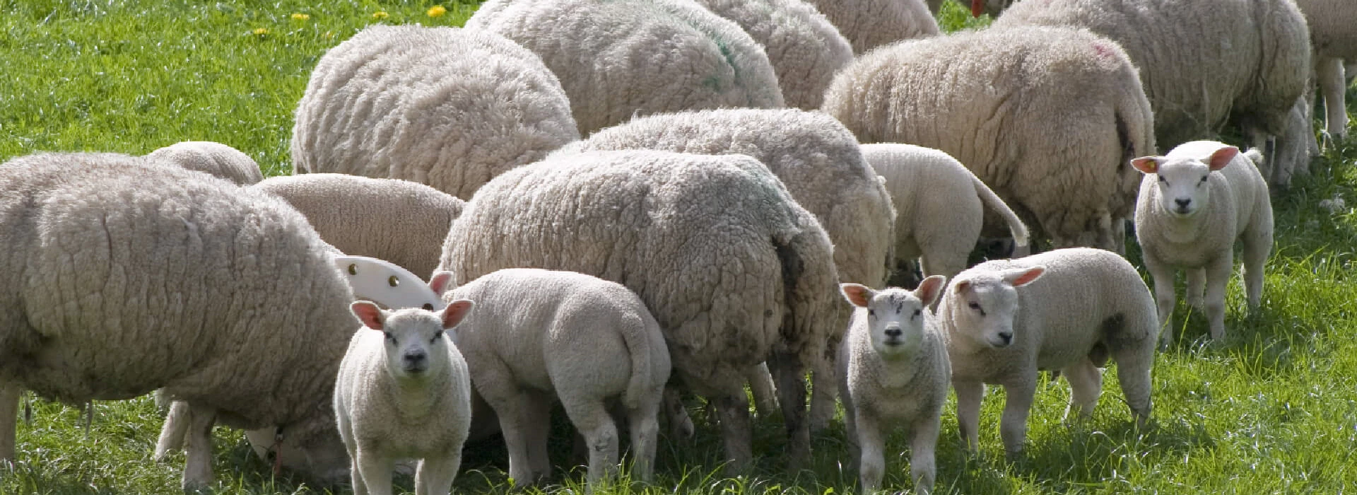 Kudde schapen met lammetje