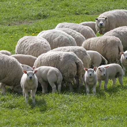 Kudde schapen met lammetje