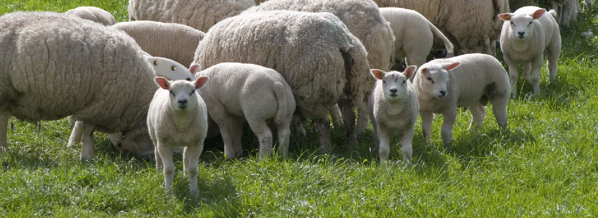 Kudde schapen met lammetje