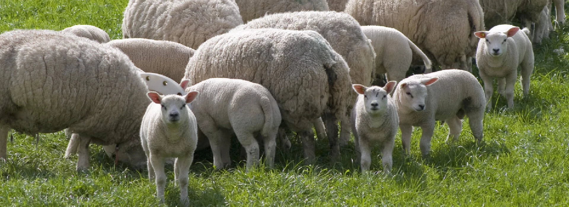 Kudde schapen met lammetje