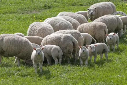 Dag van het Schaap