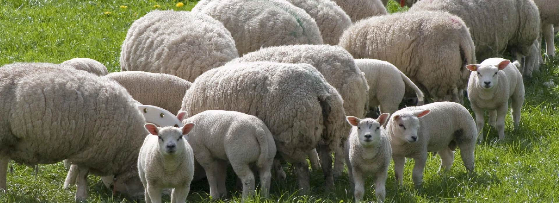 Kudde schapen met lammetje
