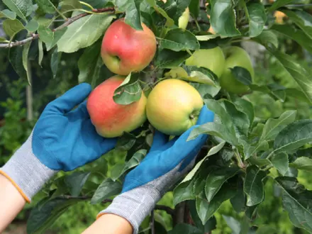 Plukhandschoenen Maxiflex Comfort