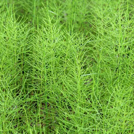 Heermoes