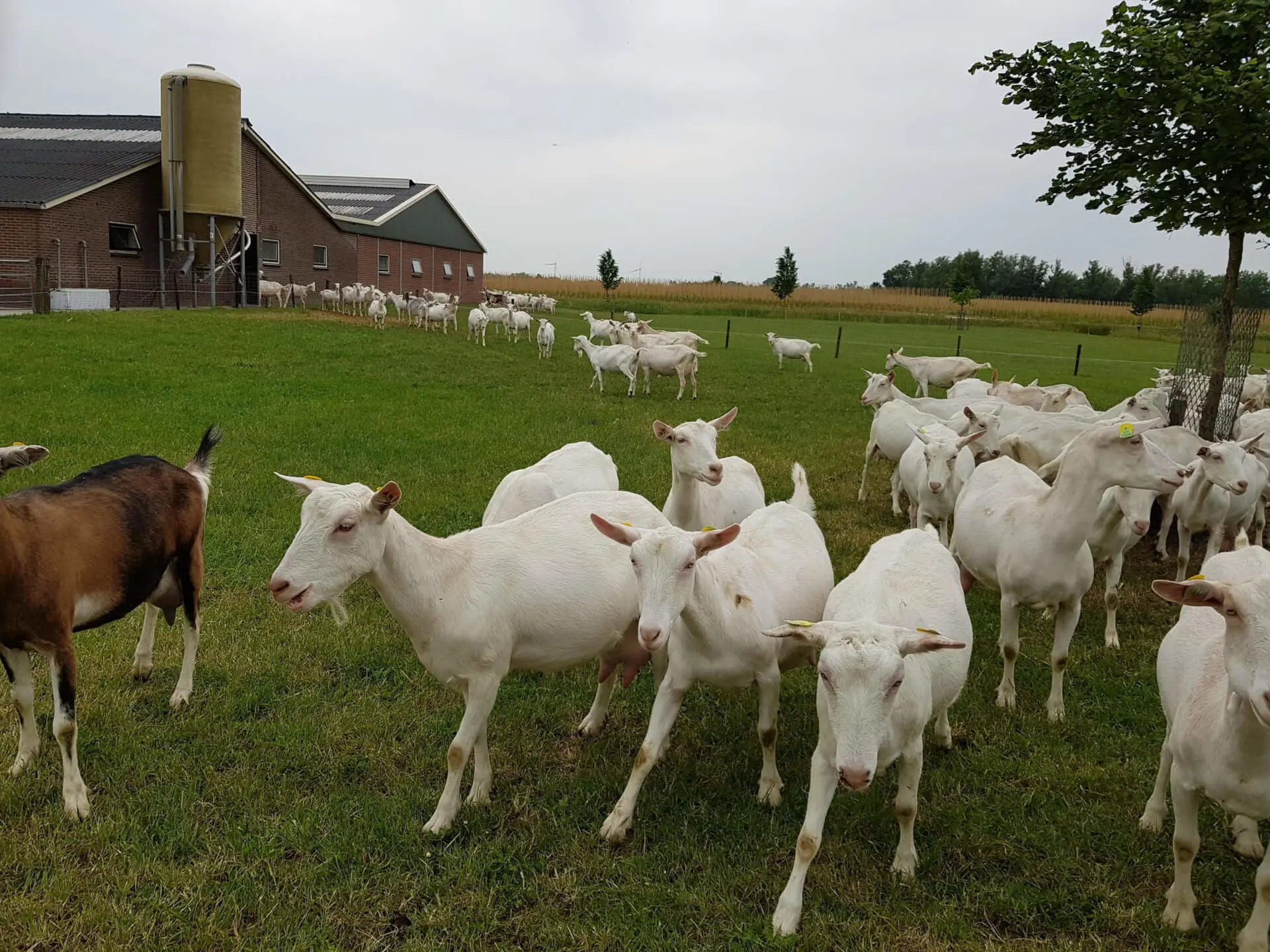 Geiten Biologisch AgruniekRijnvallei geiten-biologisch-agruniekrijnvallei
