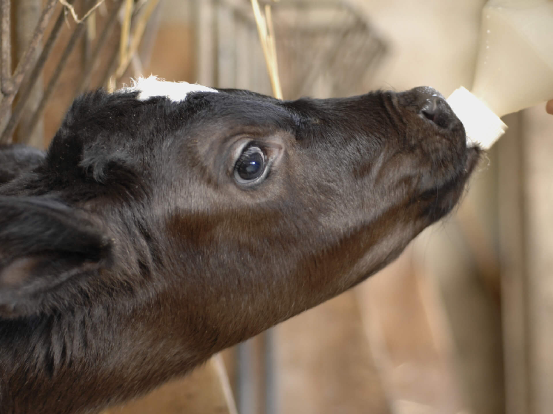 Kalfje drinkt uit fles