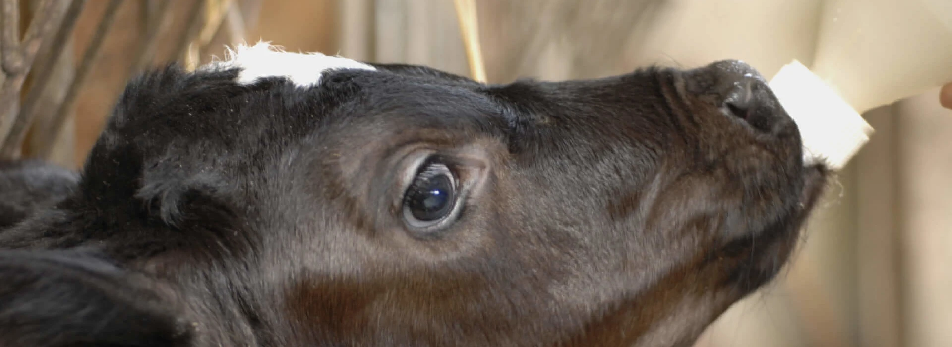 Kalfje drinkt uit fles