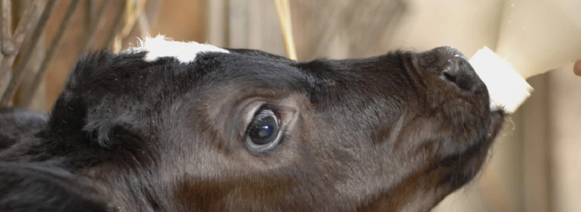 Kalfje drinkt uit fles