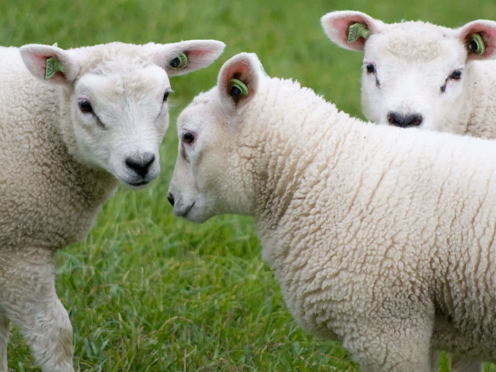 Lammetjes 
