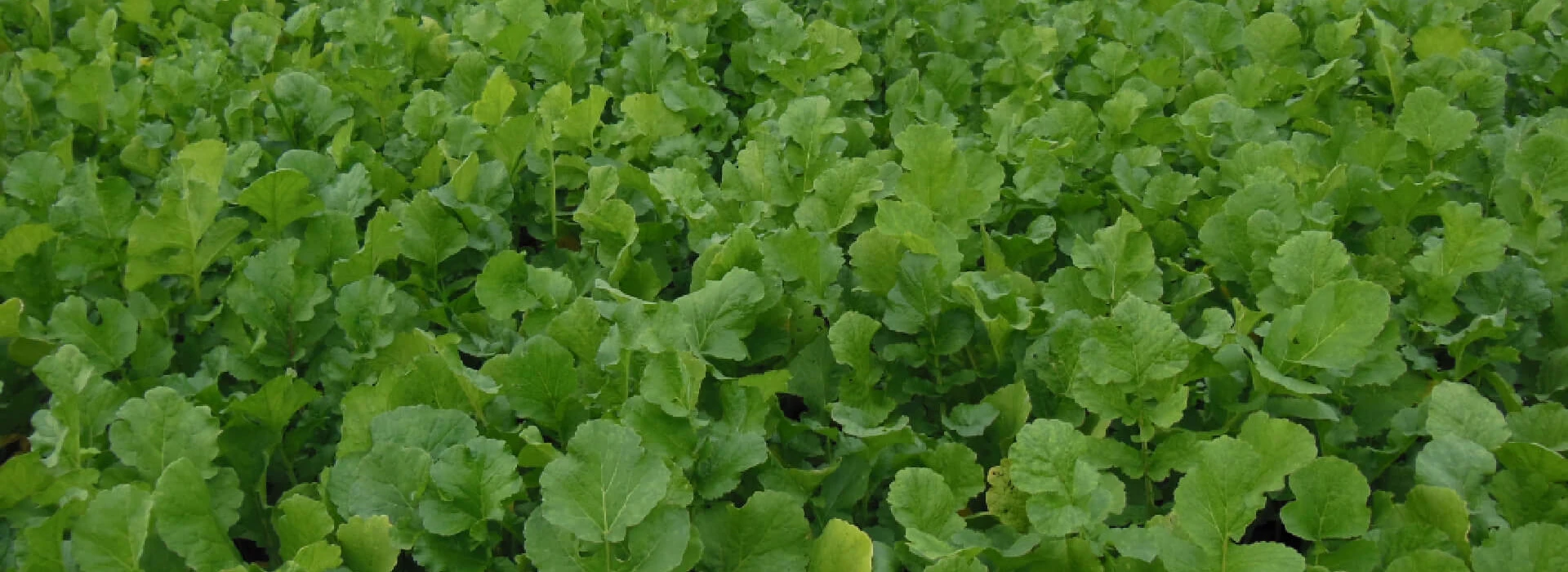 Groenbemester bladrammenas