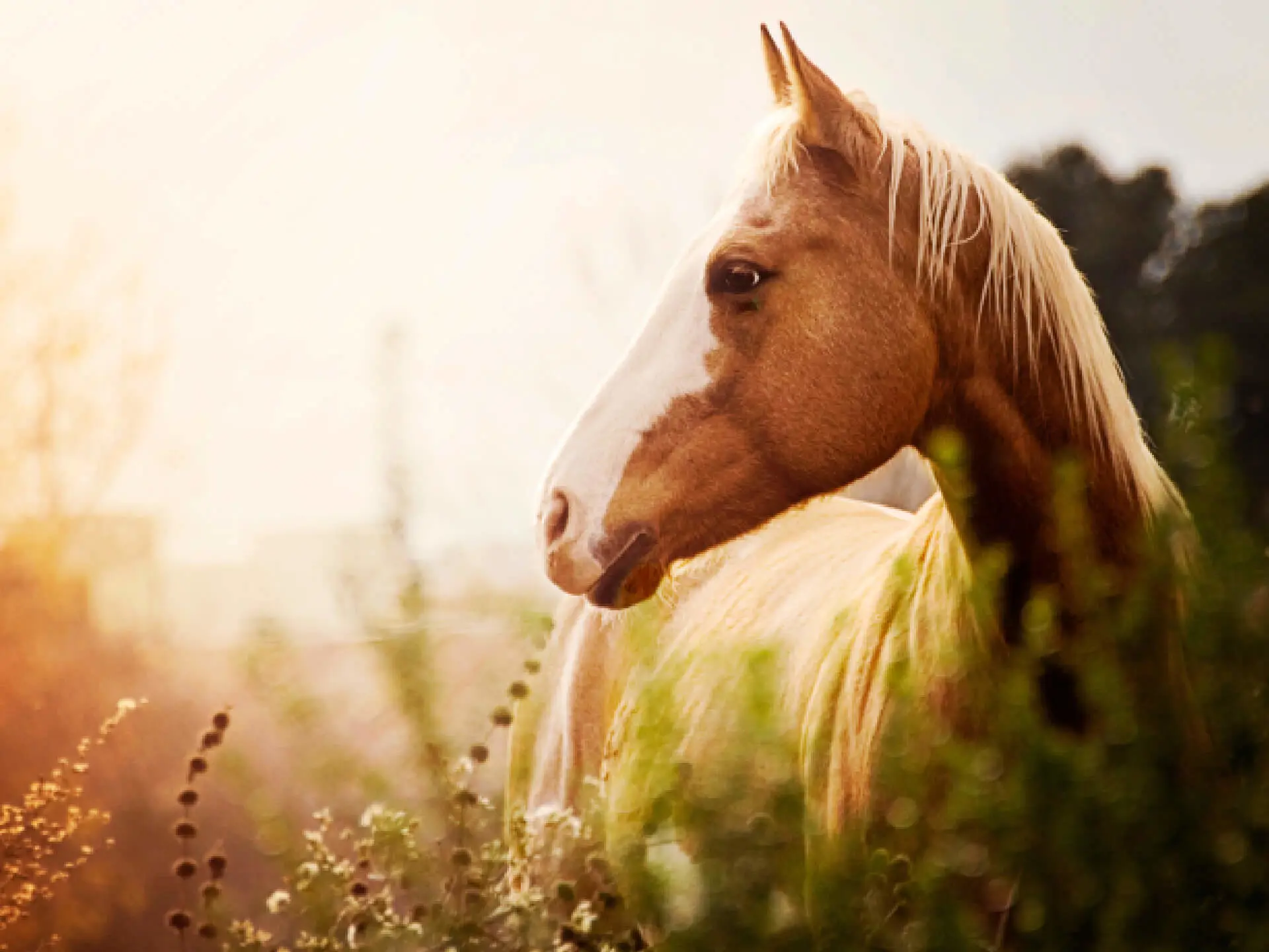 Paard in wei ondergaande zon