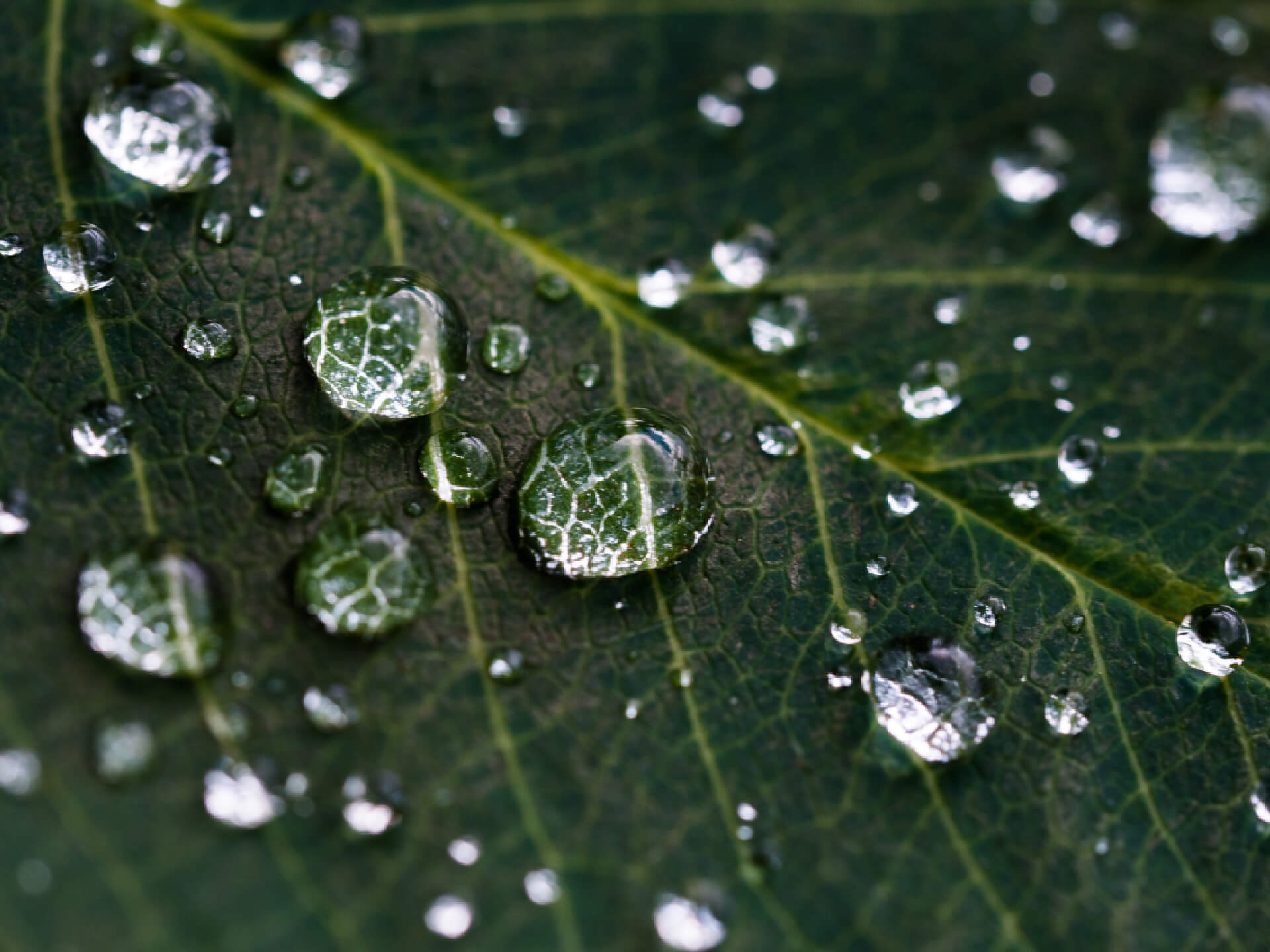 Bladmeststoffen druppels op blad