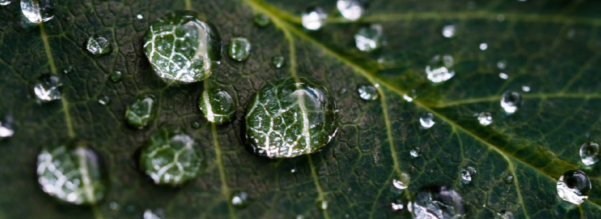 Bladmeststoffen druppels op blad