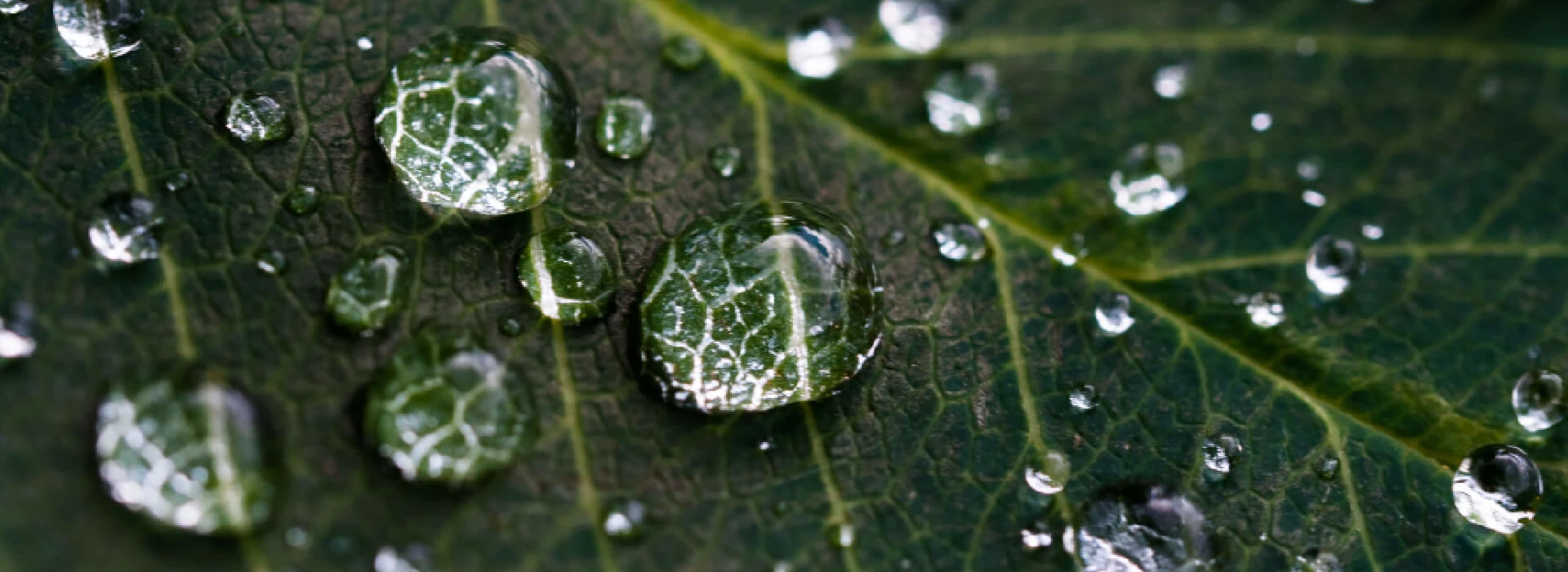 Bladmeststoffen druppels op blad