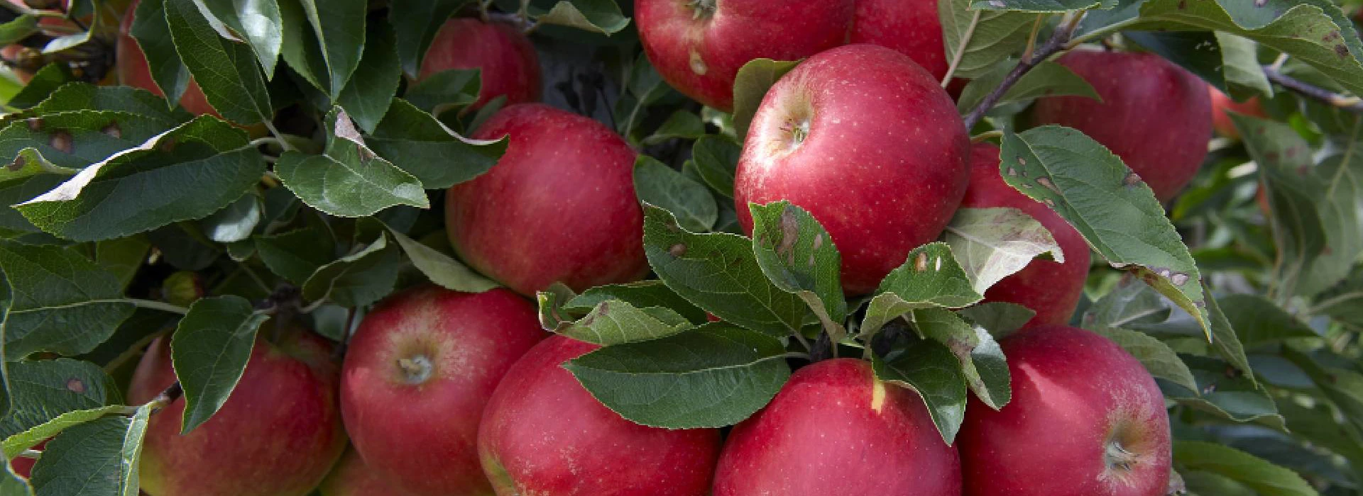 Appels aan de boom
