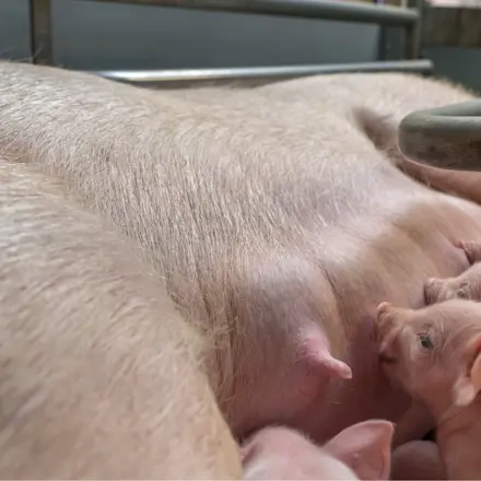 Drinkende biggen bij zeug