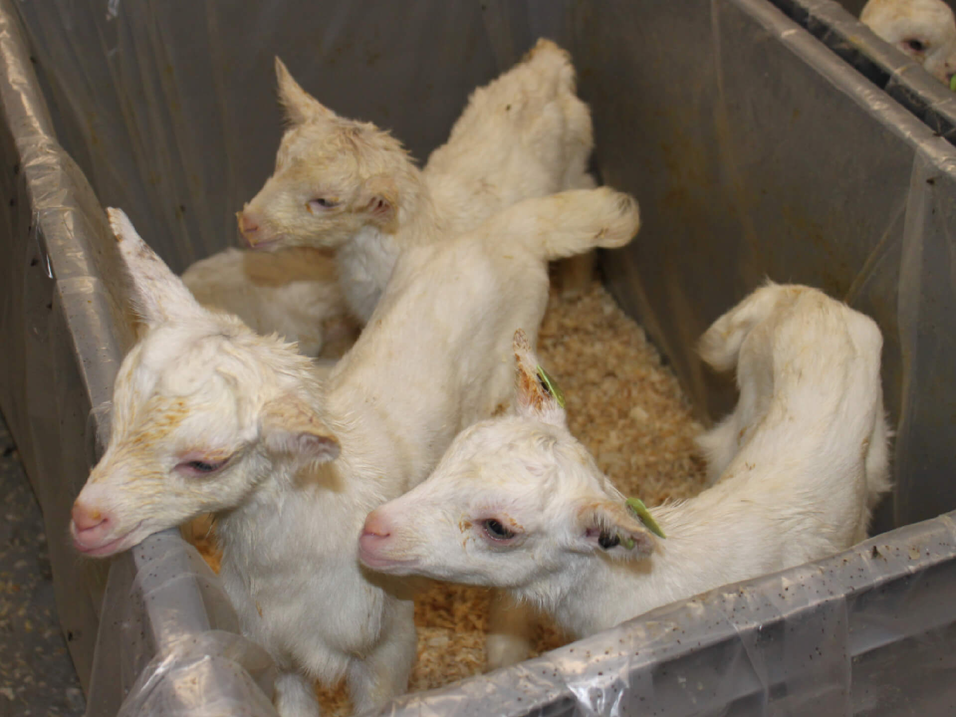 Geitenlammetjes Veldhuizen