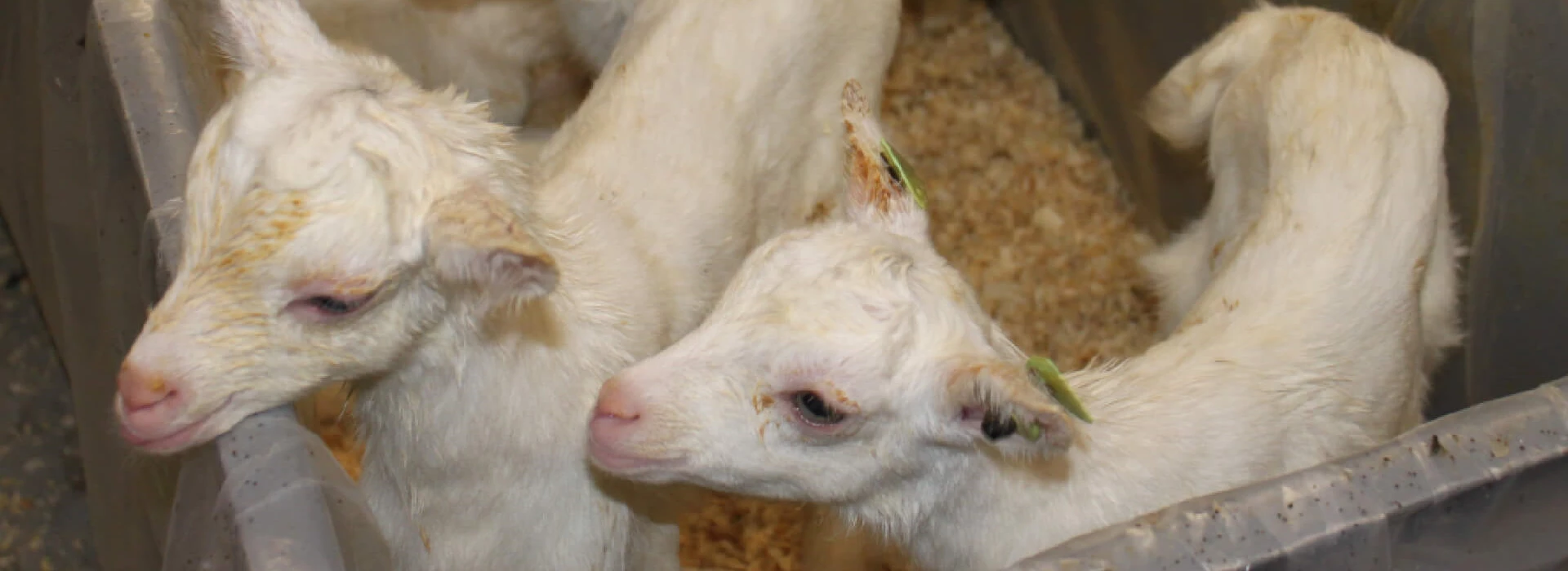 Geitenlammetjes Veldhuizen