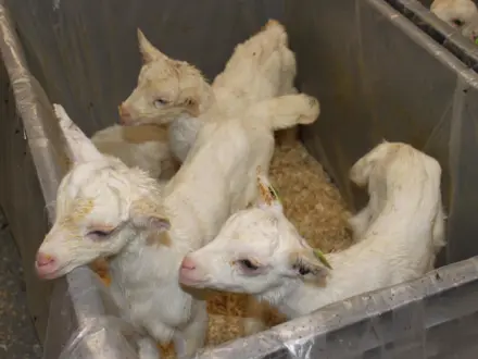 Geitenlammetjes Veldhuizen