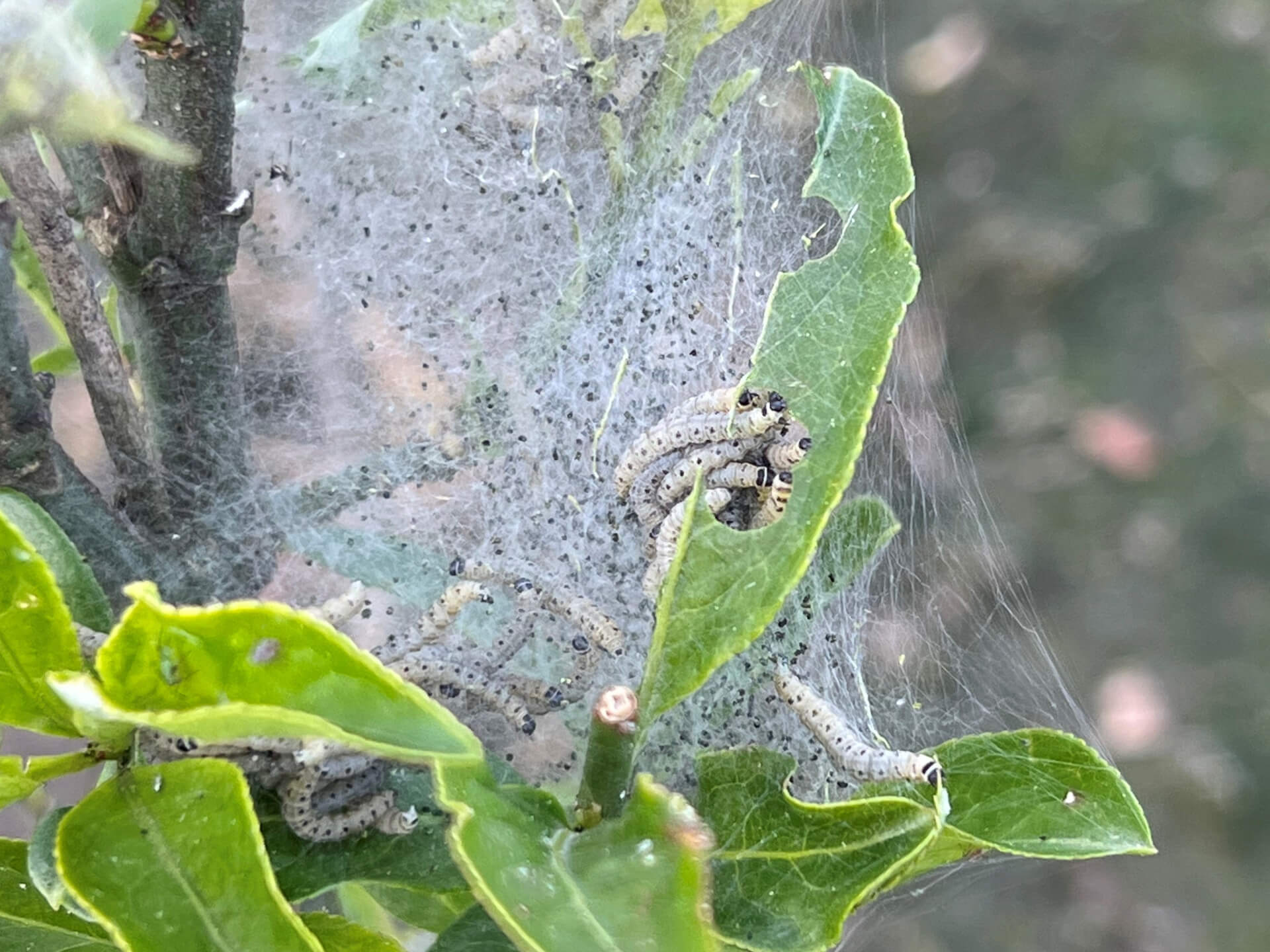 Spinselmotrups Euonymus