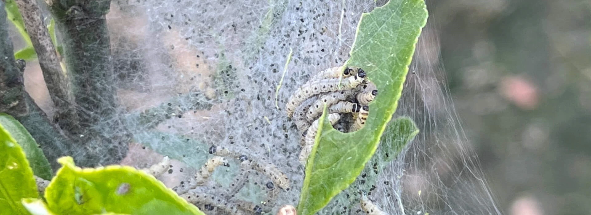Spinselmotrups Euonymus