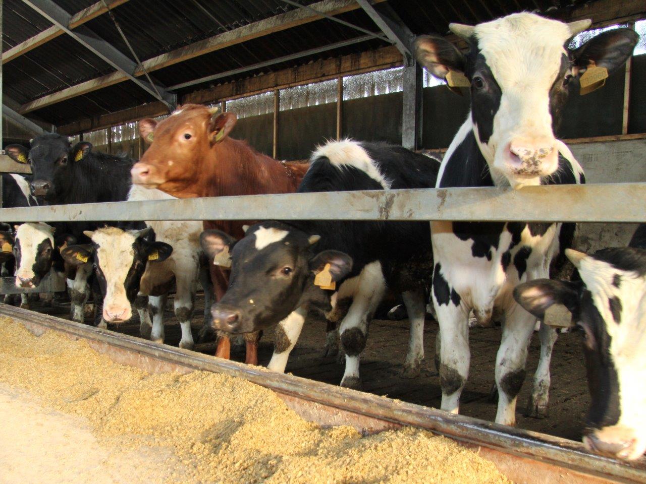 Rosékalveren Janssen van Doorn