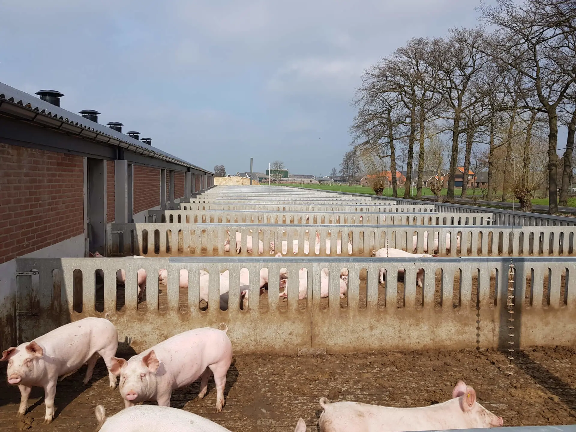 Biologische varkens