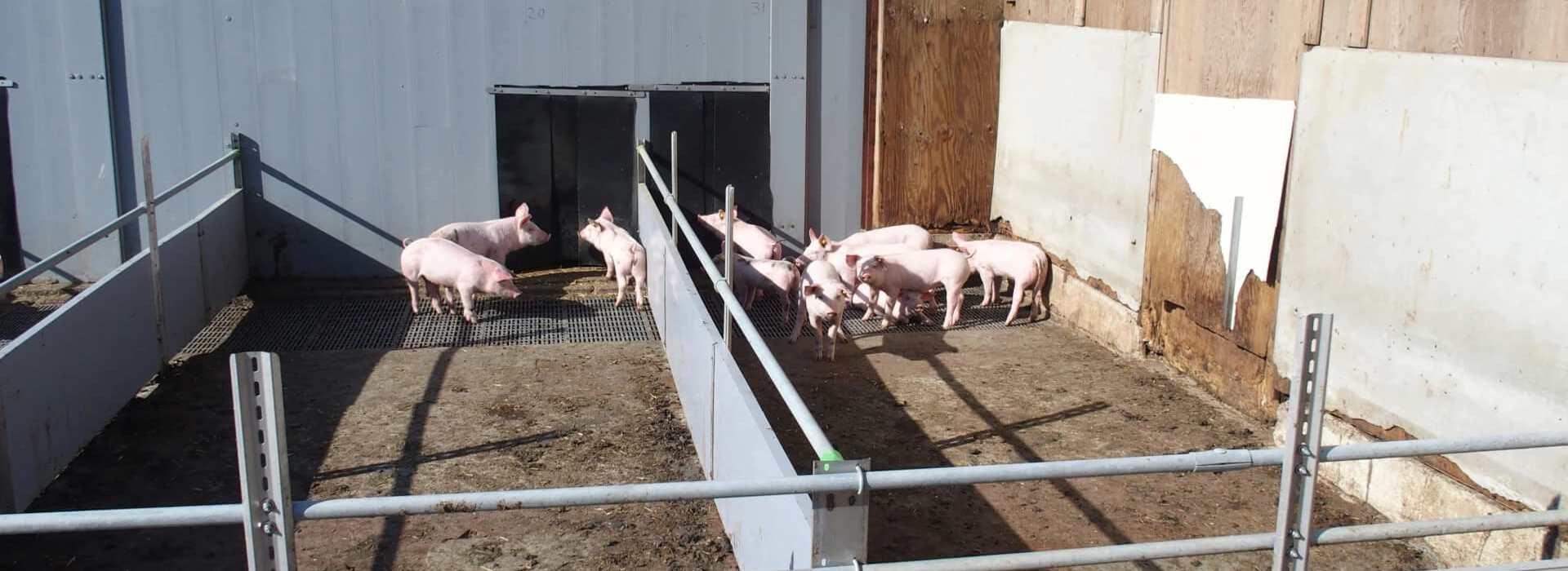 Biologische varkens